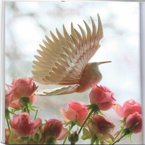 Fanbirds - Sean Hellman