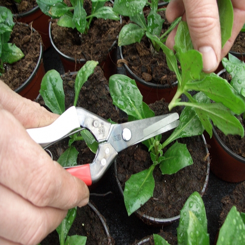 Okatsune 306 stekschaar 193 mm